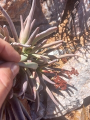 Crassula macowaniana