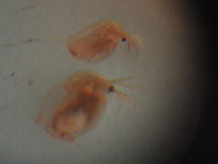 Daphnia