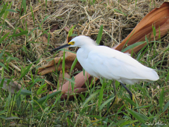 Egretta thula