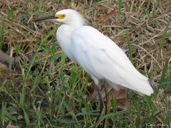 Egretta thula