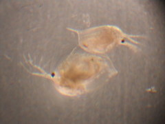 Daphnia
