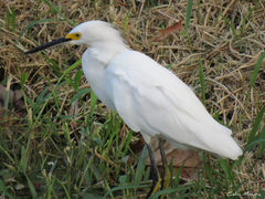 Egretta thula
