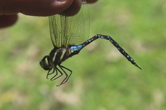 Zosteraeschna minuscula