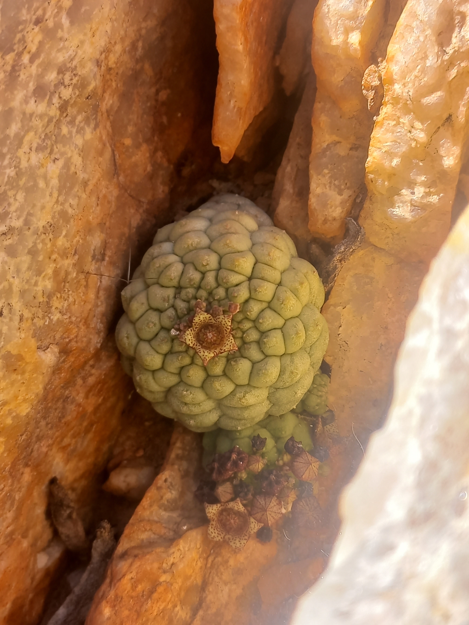 Trichocaulon cactiforme