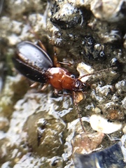 Thalassotrechus