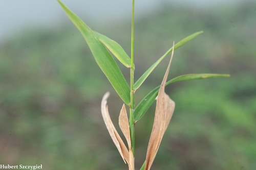 Isachne distichophylla