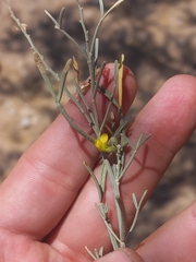Calobota halenbergensis