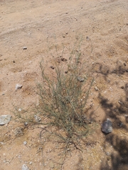 Calobota halenbergensis