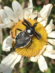 Apiomerus californicus