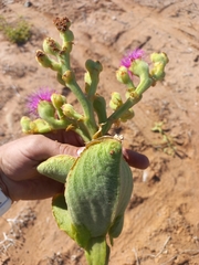 Mesembryanthemum barklyi