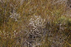 Stilbaceae
