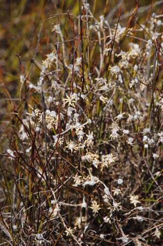 Image of Kogelbergia verticillata by (c) Tony Rebelo, some rights reserved (CC BY-SA)