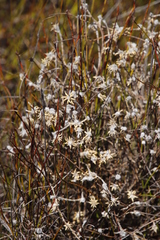 Stilbaceae