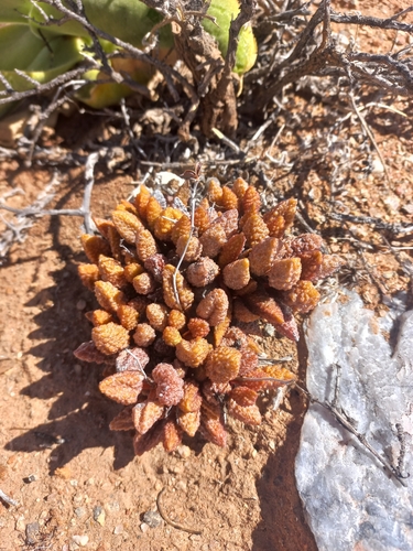 Adromischus marianiae var. immaculatus 2
