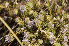 Stilbaceae