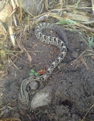 Crotalus culminatus