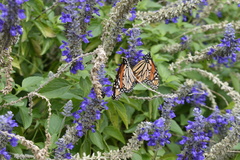 Danaus plexippus