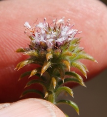 Stilbaceae