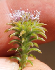 Stilbaceae