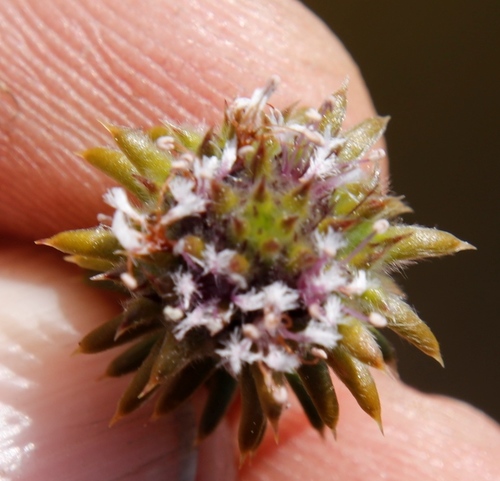 Image of Kogelbergia verticillata by (c) Tony Rebelo, some rights reserved (CC BY-SA)