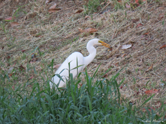 Egretta thula