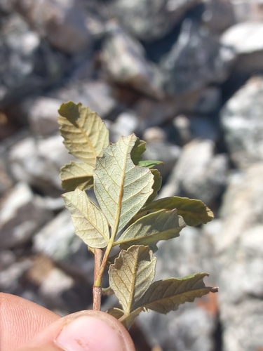 Image of Searsia populifolia by (c) Brian du Preez, some rights reserved (CC BY-SA)
