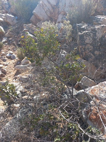 Image of Searsia populifolia by (c) Brian du Preez, some rights reserved (CC BY-SA)