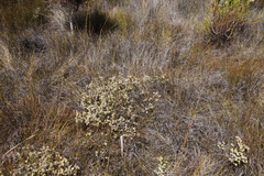 Stilbaceae