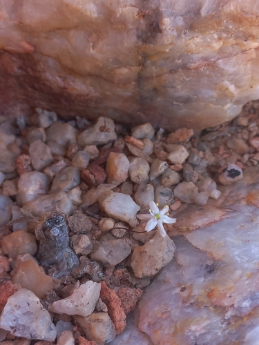 Drimia barbata