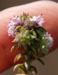 Stilbaceae