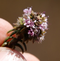 Stilbaceae