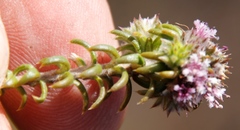 Stilbaceae