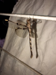 Telephlebia godeffroyi