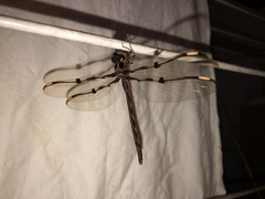 Telephlebia godeffroyi