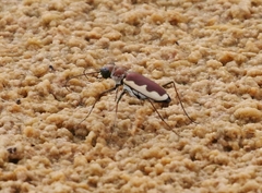 Eunota circumpicta johnsonii