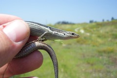 Plestiodon skiltonianus interparietalis