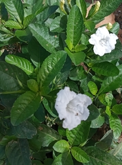 Ruellia metziae