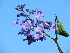 Jacaranda brasiliana