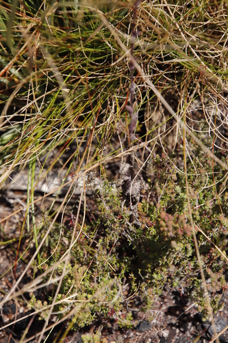 Image of Kogelbergia verticillata by (c) Tony Rebelo, some rights reserved (CC BY-SA)
