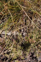 Stilbaceae