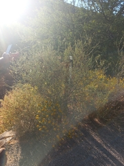 Psoralea arborescens