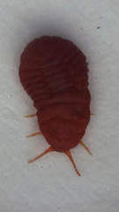 Neosteingelia texana