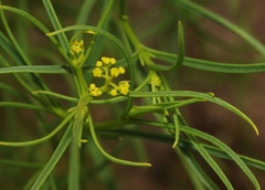 Sartwellia flaveriae