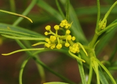 Sartwellia flaveriae
