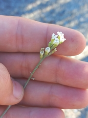 Psoralea arborescens