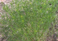 Sartwellia flaveriae