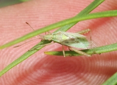 Harmostes angustatus