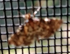 Anageshna primordialis