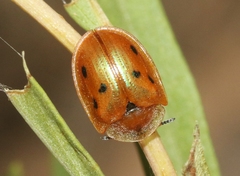 Jonthonota nigripes