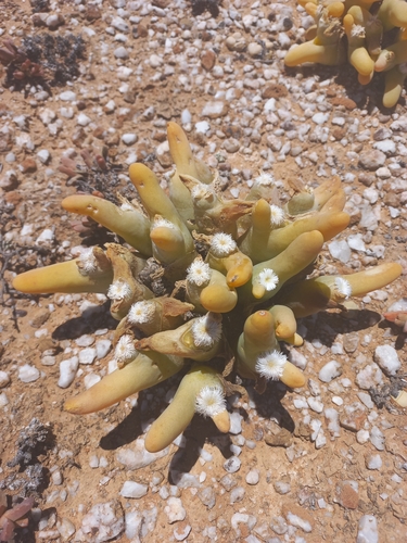 Image of Mesembryanthemum digitatum by (c) Brian du Preez, some rights reserved (CC BY-SA)